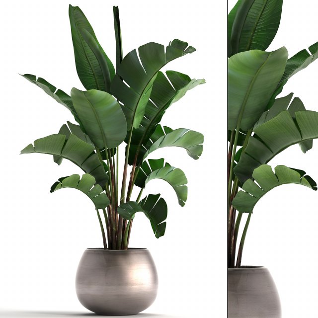 banana palm in a pot 3D Model .c4d .max .obj .3ds .fbx .stl .blend 