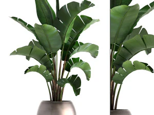 banana palm in a pot 3D Model