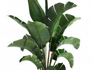 banana palm in a pot 3D Model