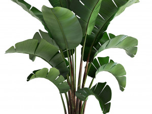 banana palm in a pot 3D Model