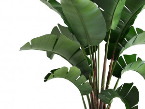 banana palm in a pot 3D Model