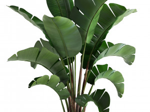 banana palm in a pot 3D Model