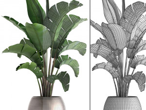 banana palm in a pot 3D Model