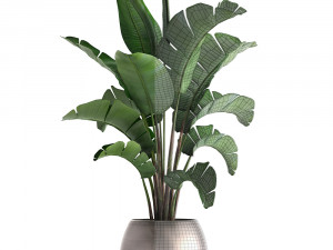 banana palm in a pot 3D Model