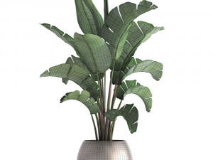 banana palm in a pot 3D Model