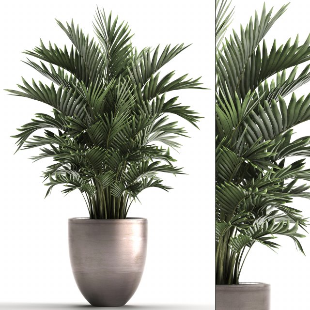 decorative palms howea 3D मॉडल .c4d .max .obj .3ds .fbx .stl .blend 