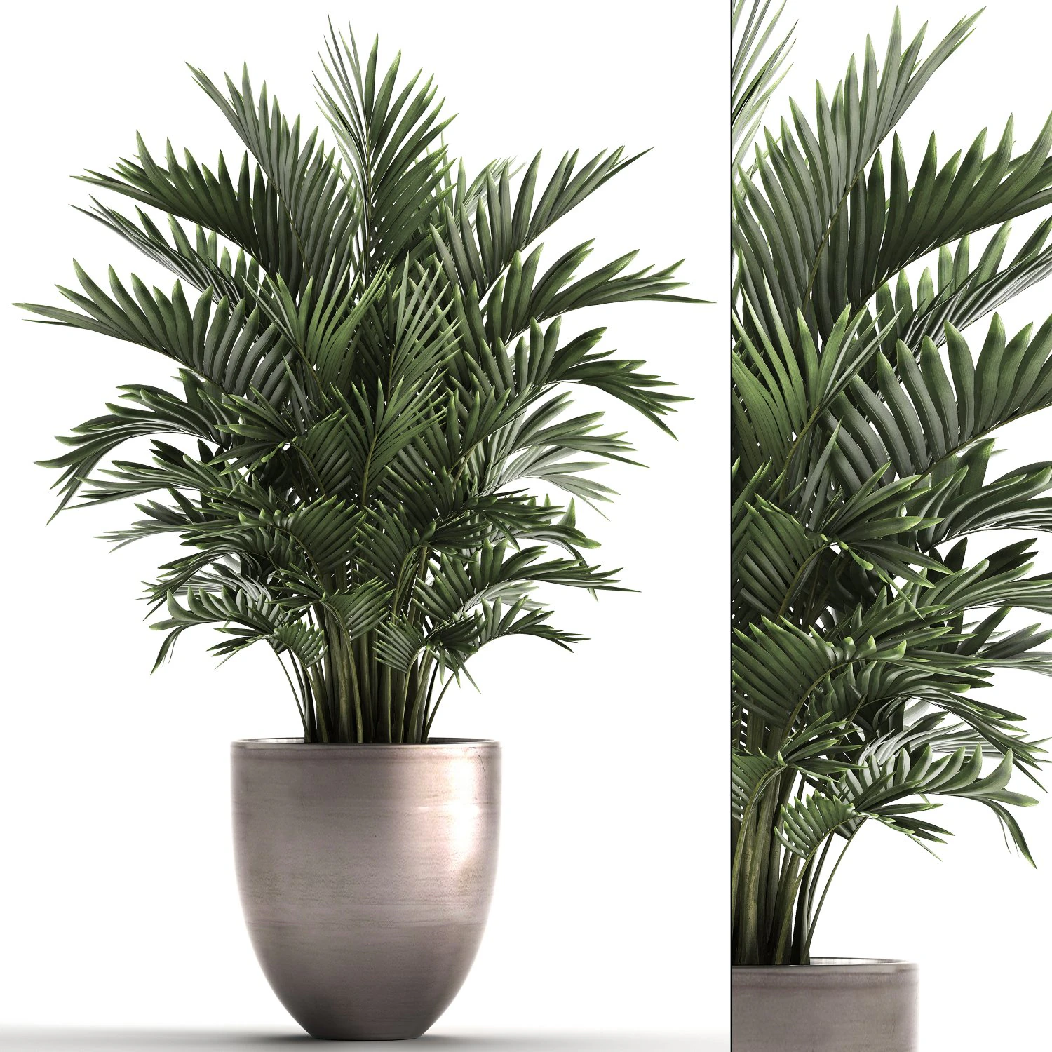 decorative palms howea 3D Model .c4d .max .obj .3ds .fbx .stl .blend 