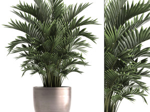 decorative palms howea 3D Model
