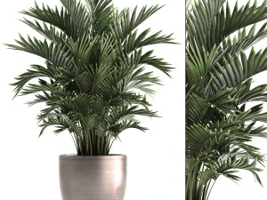 palmeiras decorativas howea Modelo 3D