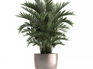 decorative palms howea 3D मॉडल