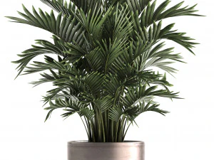decorative palms howea 3D Model