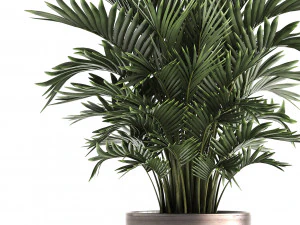 decorative palms howea 3D Model