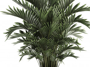 decorative palms howea 3D मॉडल