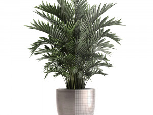 decorative palms howea 3D मॉडल