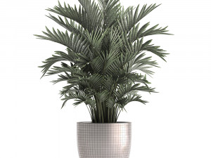 decorative palms howea 3D मॉडल