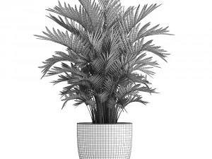 decorative palms howea 3D Model