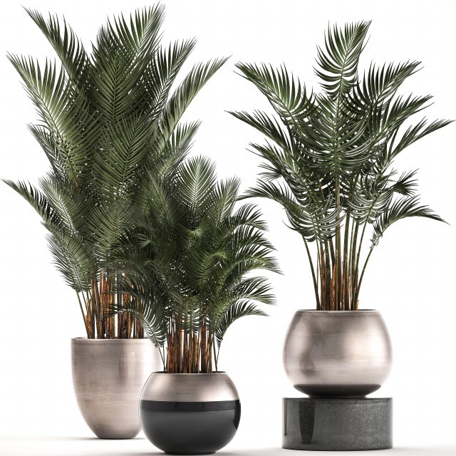 collection of exotic plants palms howea 3D Model .c4d .max .obj .3ds .fbx .stl .blend 