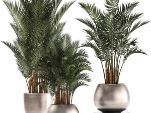 collection of exotic plants palms howea 3D Model