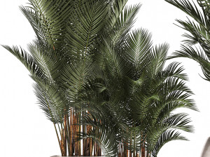 collection of exotic plants palms howea 3D Model