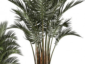 collection of exotic plants palms howea 3D Model