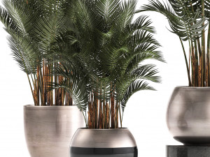 collection of exotic plants palms howea 3D Model