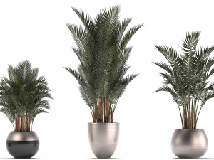 collection of exotic plants palms howea 3D Model
