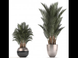 collection of exotic plants palms howea 3D Model