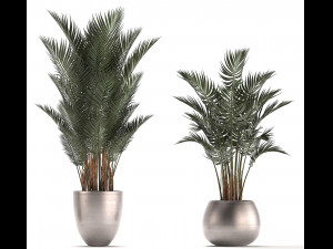 collection of exotic plants palms howea 3D Model