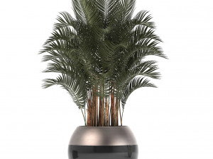 collection of exotic plants palms howea 3D Model