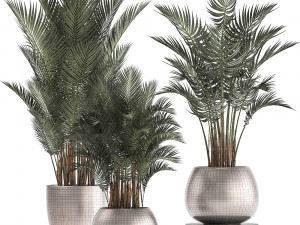 collection of exotic plants palms howea 3D Model