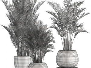 collection of exotic plants palms howea 3D Model