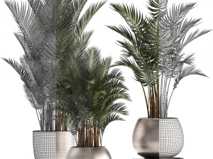 collection of exotic plants palms howea 3D Model