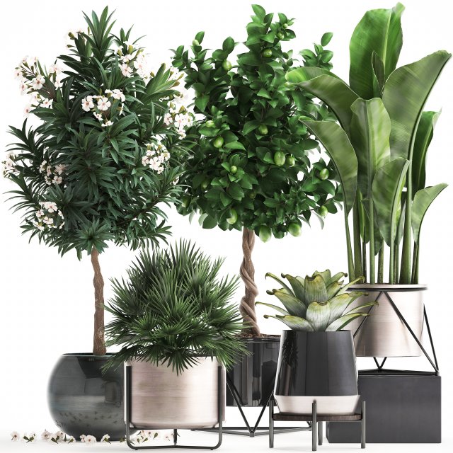 collection of ornamental plants 3D 모델 .c4d .max .obj .3ds .fbx .stl .blend 
