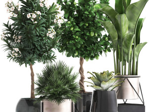 collection of ornamental plants 3Dモデル