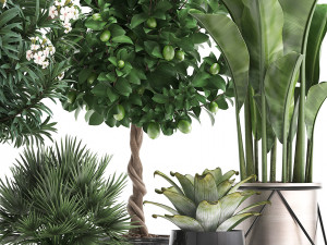 collection of ornamental plants 3D 모델