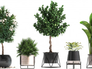 collection of ornamental plants 3D 모델