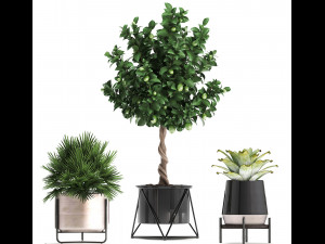 collection of ornamental plants 3D 모델