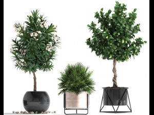 collection of ornamental plants 3D 모델