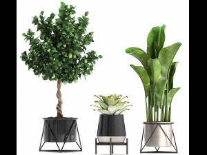 collection of ornamental plants 3D 모델