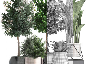 collection of ornamental plants 3D 모델