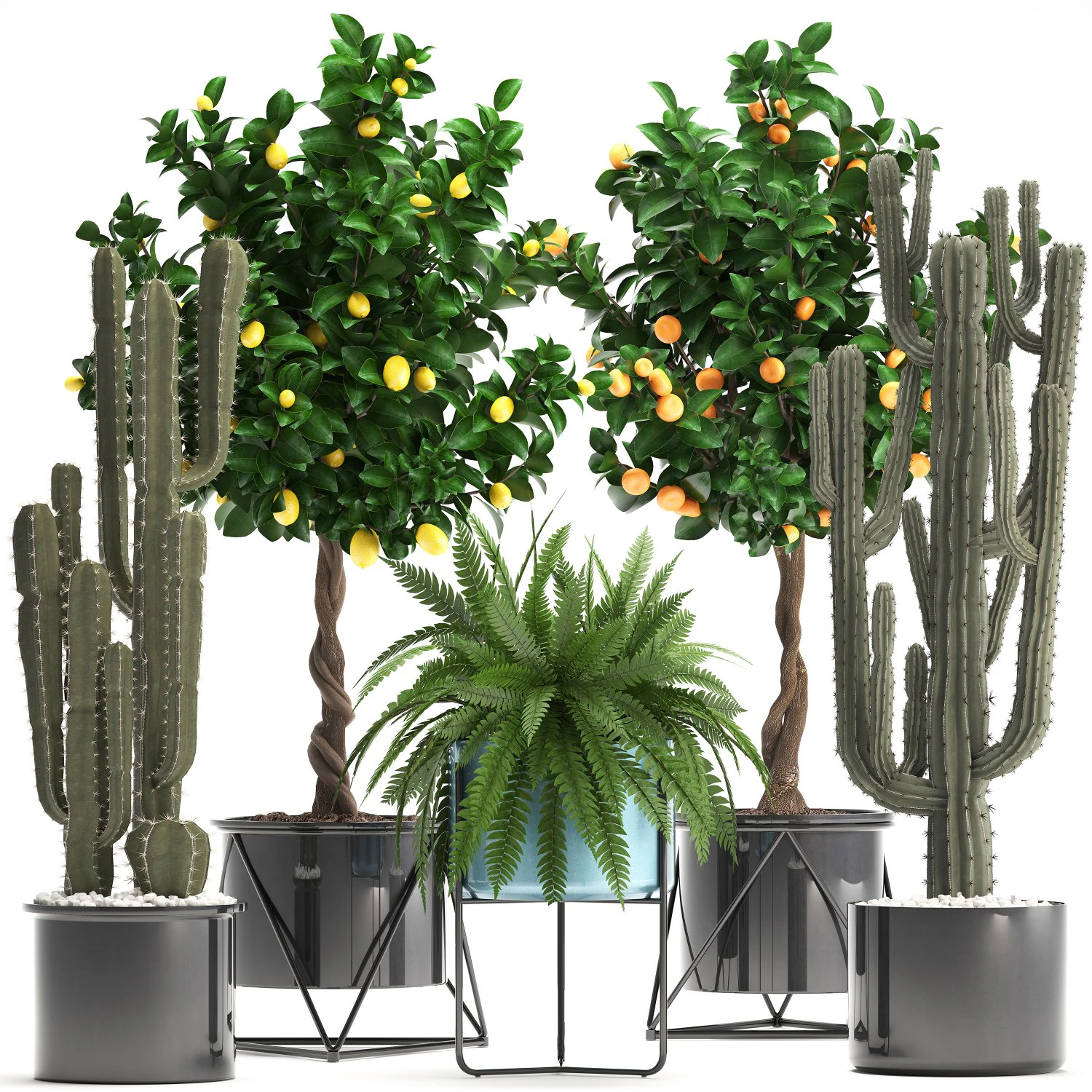 collection of ornamental plants 3D Model .c4d .max .obj .3ds .fbx .stl .blend 
