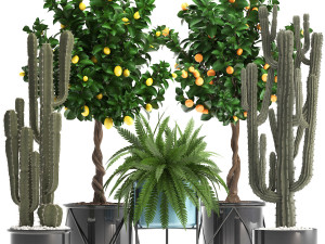 collection of ornamental plants 3D Model