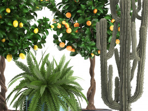 collection of ornamental plants 3D Модель