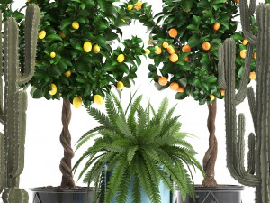 collection of ornamental plants 3D Model