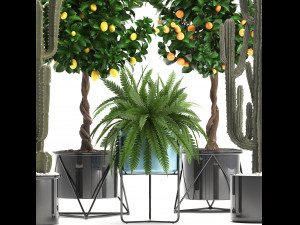 collection of ornamental plants 3D Модель