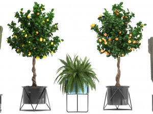collection of ornamental plants 3D Модель