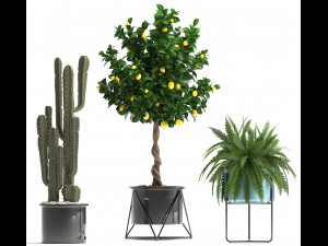 collection of ornamental plants 3D Модель