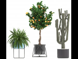 collection of ornamental plants 3D Model