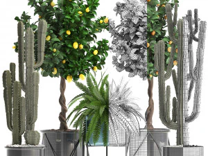 collection of ornamental plants 3D Model