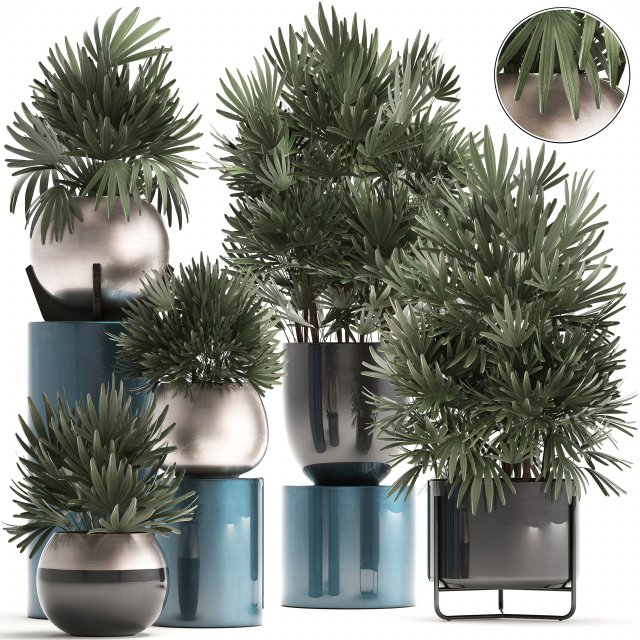 rhapis excelsa palms Model 3D .c4d .max .obj .3ds .fbx .stl .blend 